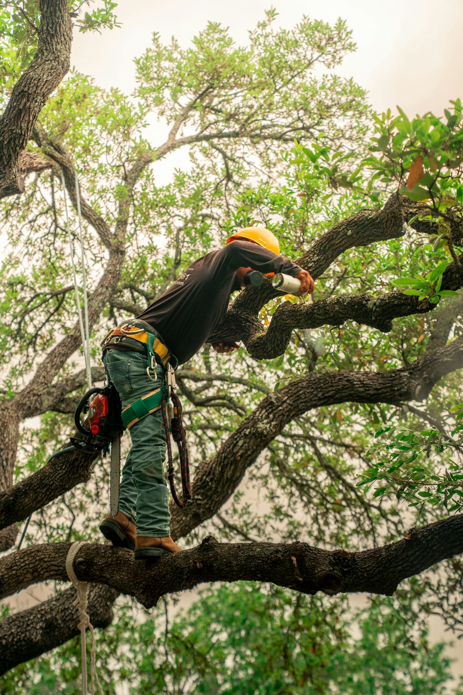 A tree-service climber standing on a limb, chainsaw hanging from his harness.